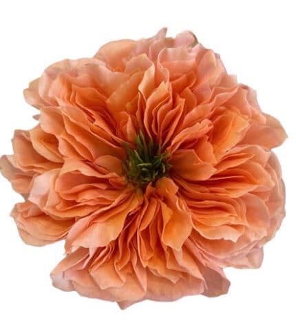 Rose Mandarin Xpression 50cm t