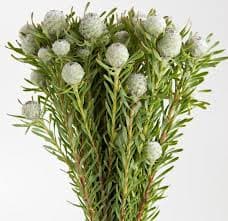 Leuca. JadePearl 40cm holex(10)