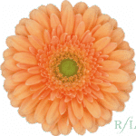 Germini Larissa can.