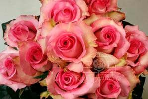 Rose Priceless 80cm rprima