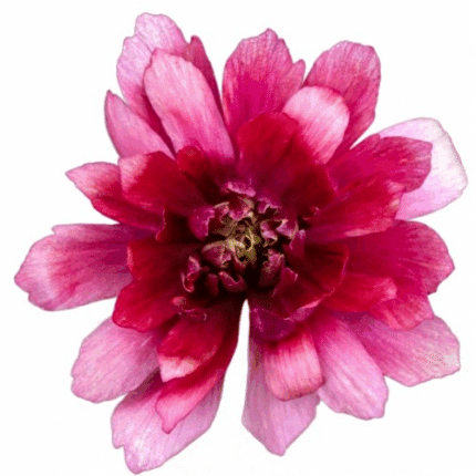 Ranunculus Moderna Vega rprima