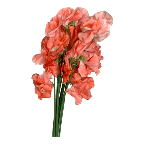 d084e5f4-0212-4850-81a9-7eb18fb139e7.png Sweet Pea Coral Pink holex - Image 1