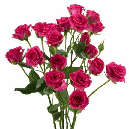 RoseSpray Gemstar rprima