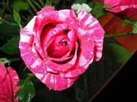 PINK intution 60 rfi