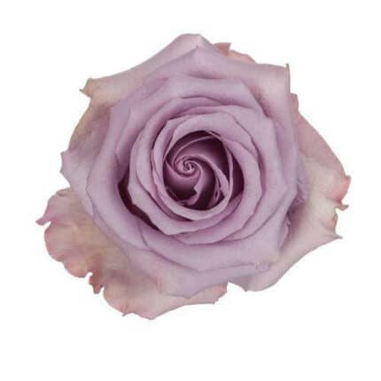 Rose Ocean Song 50cm the flo.