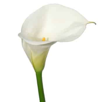 Calla White hydraflora(st)