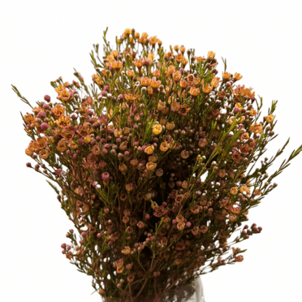 Waxflower Org/Pink variegated