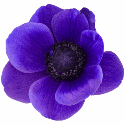 Anemone Blue batten