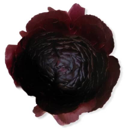 Ranunculus Bordeaux holl