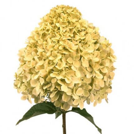 Hydrangea Limelight quick