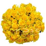 RoseSpray Mariah hosa