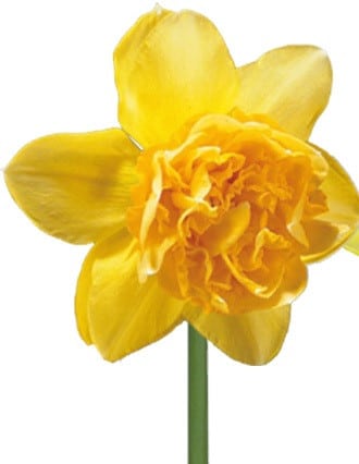 Daffodil Dick Wilden by