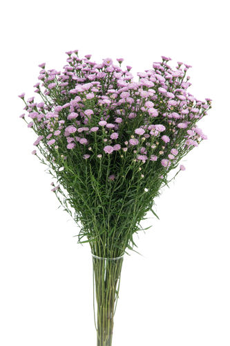 Aster Carnival Duplo Lavender