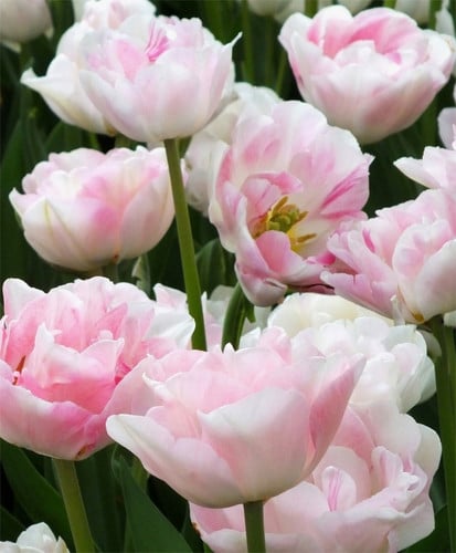 Tulip Angelique holl xtra