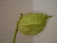 Asclepia pods cramer