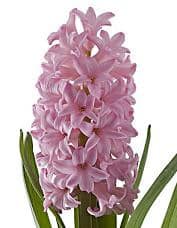 HYACINTH holl pink