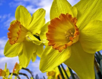Daffodil Pinza holl