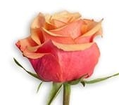 Rose Cherry Brandy 50cm ecuanr