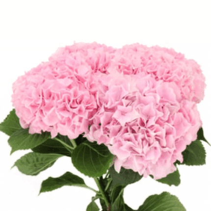 Hydrangea Magical Pink Floyd h