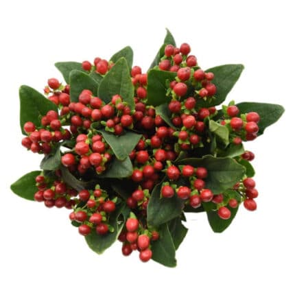 Hypericum Red Light Rom 60cm f - HYP RED LT FC