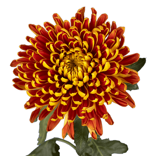 d1243cf5-114c-4dd1-b841-0bacf516cd77.png Mum Cremon Solemio sole - Image 1