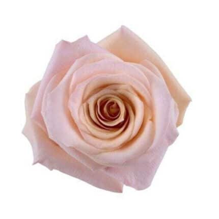 Rose MotherOfPearl 60cm rfi
