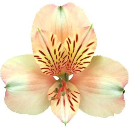 Alstro Peach bmark supsel