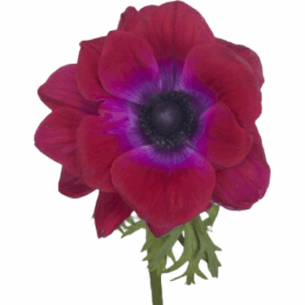 Anemone Magenta rprima