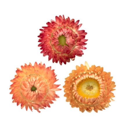 Strawflower Apricot fresca