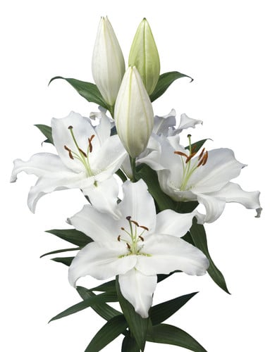 Lily Severn holl 2bl