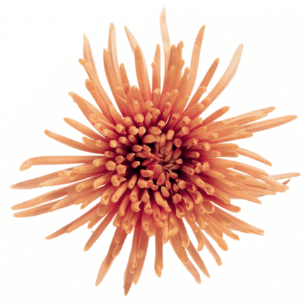 Mum Delistar Dark Bronze galleria