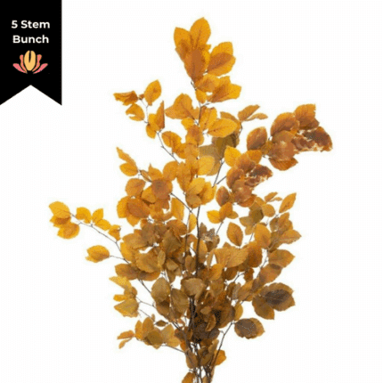 Dried Copperbeech Yellow holl