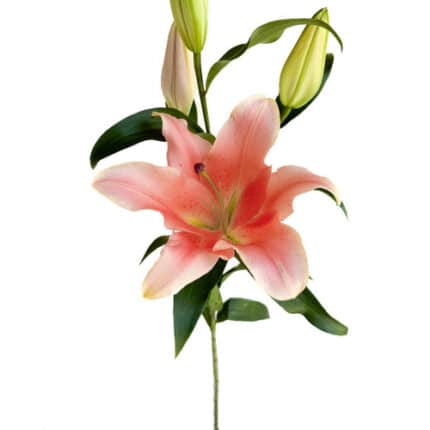 Lily Peach Zelmira 3/5bl Bella