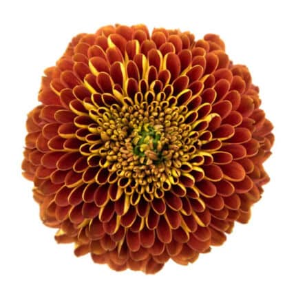 Mum Disbud Ball Orange fresca(5ST)