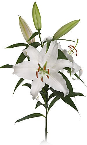 Lily Maytime white sande