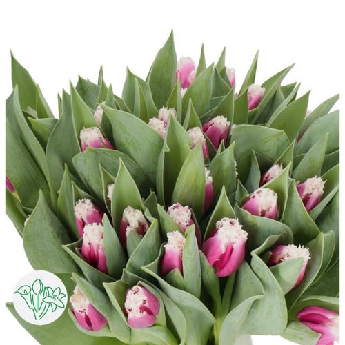 d19f7a48-f931-4015-87a7-e4f63bd56131.jpg Tulip Frill San Stefano holl - Image 1