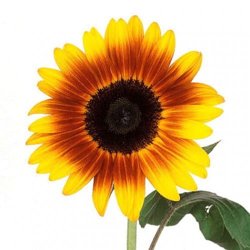 d1ad23c4-eb17-415c-9edb-181f49a54a48.jpg Sunflowers Firewalker mia(5st) - Image 1