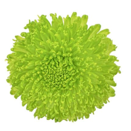 Mum Disbud Ball Fuzzball inter