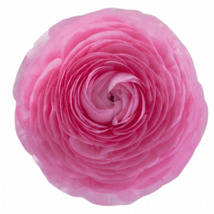 Ranunculus Pink rprima
