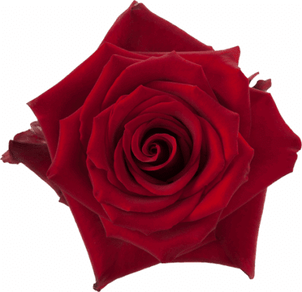 Rose Explorer 60cm rprima
