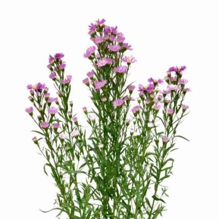 Aster Canrival Pink Petit Vall
