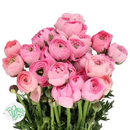 Ranunculus Amandine Chamallow