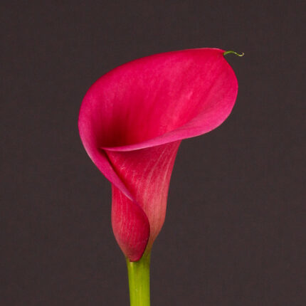 Callas Capt. Linda holl