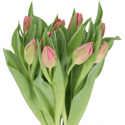 Tulip Parrot HotPk holl