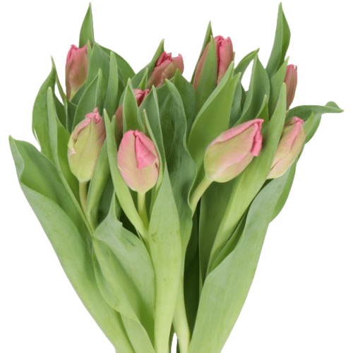 d1c74685-bb17-4508-8999-49f51aa0e979.png Tulip Parrot HotPk holl - Image 1
