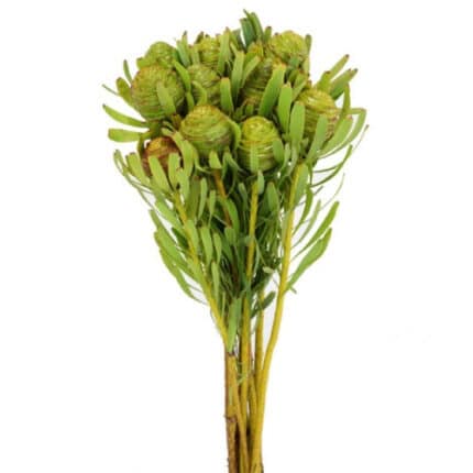 Leuca. Sabulosum holex