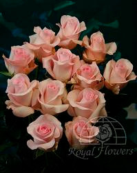 SWEET akito (pink) 60rprima