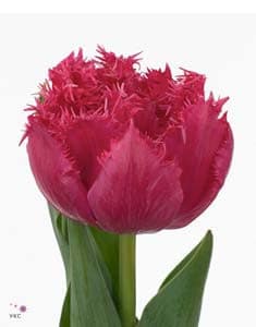 Tulip Frill Kingston holl