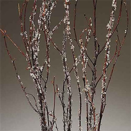 Birch SnowBall 3-4' 5stm