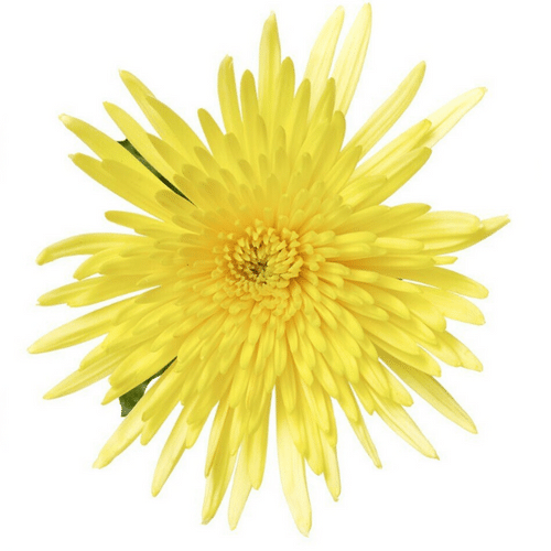 d1f0a4fa-6d00-4e3f-8956-66f8076acf96.png Mum Delistar Yellow florisol - Image 1